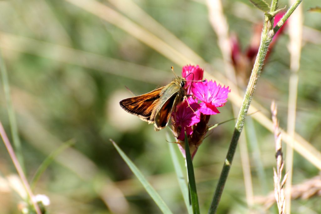 Hesperia comma? S